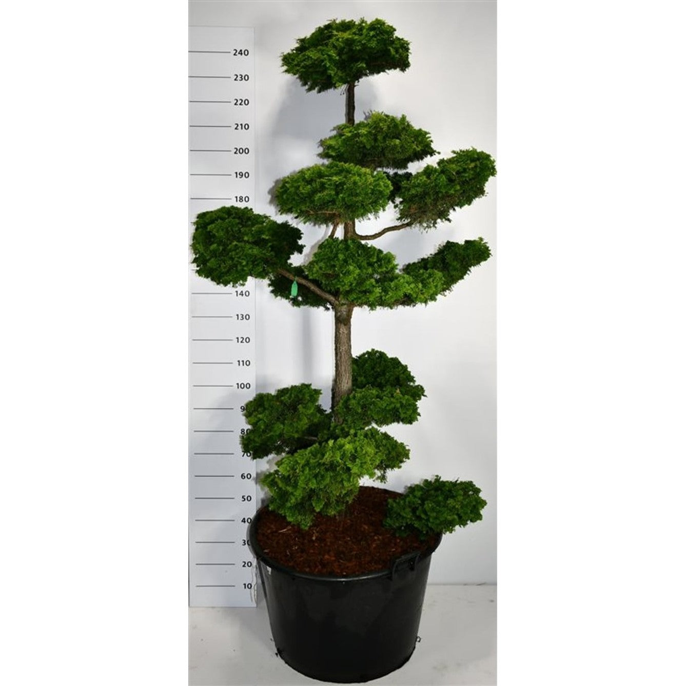 Ädelcypress – Chamaecyparis obtusa 'Contorta' - C160 175-200 cm. Bonsai